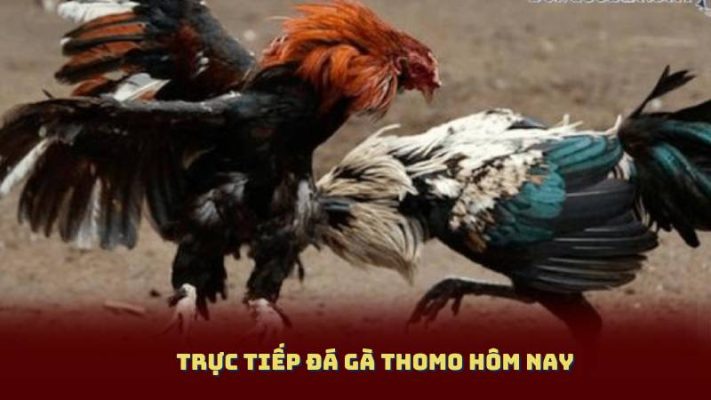 Trực Tiếp Đá Gà Thomo Hôm Nay – Mãn Nhãn Từng Đòn Gà Chiến