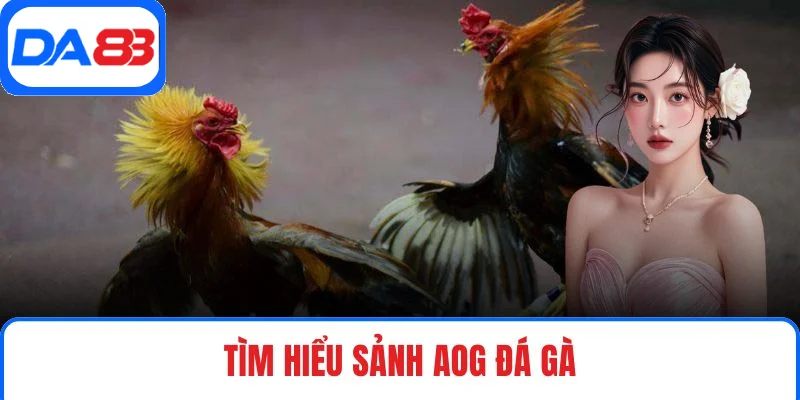 Tìm hiểu sảnh AOG Đá Gà