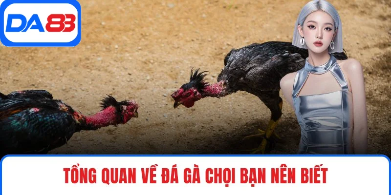 Tổng quan về đá gà chọi bạn nên biết