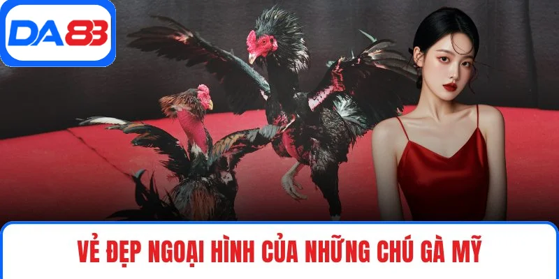 Vẻ đẹp ngoại hình của những chú gà Mỹ